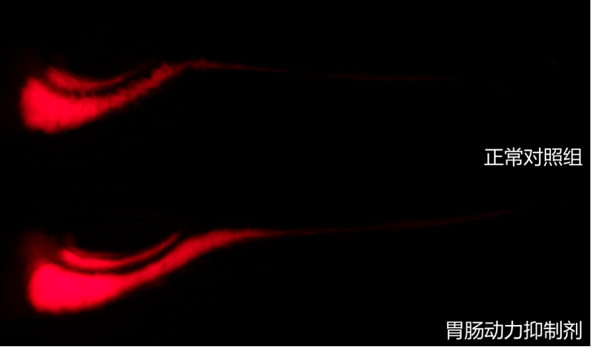 利用斑马鱼模型筛选胃肠动力抑制剂