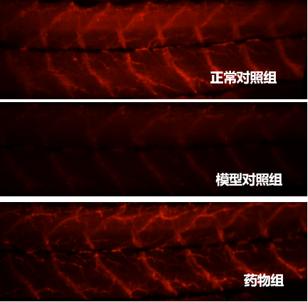 利用斑马鱼模型评价轴索再生作用