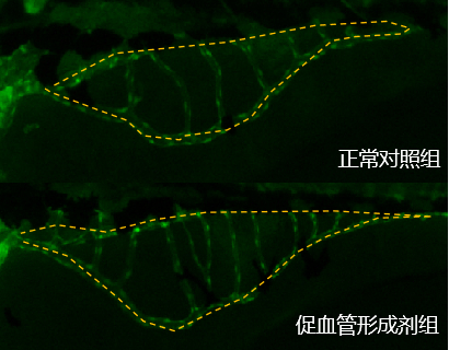利用斑马鱼模型评价血管形成促进功效