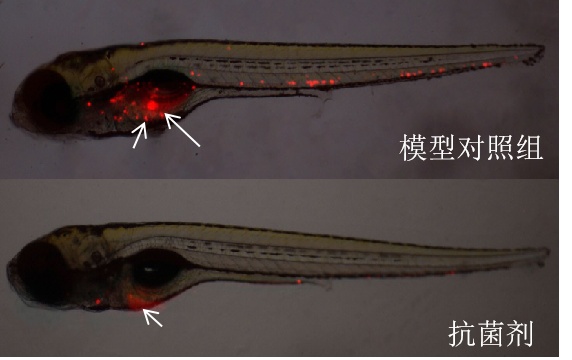 利用斑马鱼模型评价抗细菌感染作用