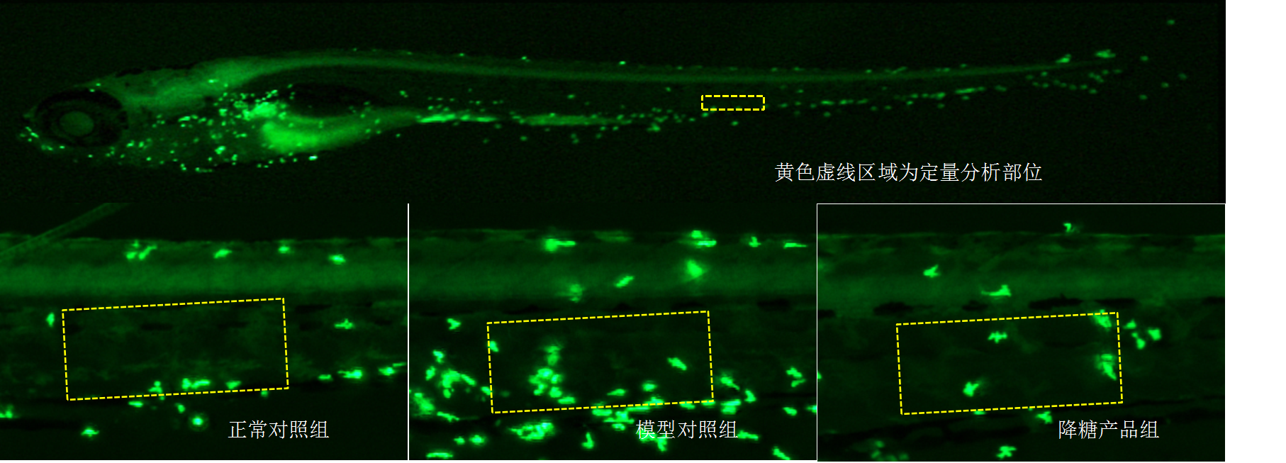 利用斑马鱼模型评价糖尿病神经炎症消退功效