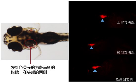 利用斑马鱼模型评价调节免疫功效-T细胞