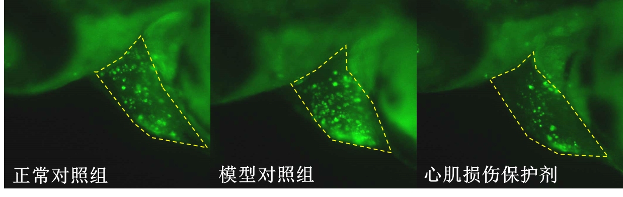 利用斑马鱼模型评价保护心肌作用