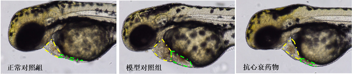 利用斑马鱼模型评价心衰防治作用