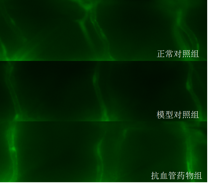 利用斑马鱼模型评价抗血管内皮损伤性血栓作用