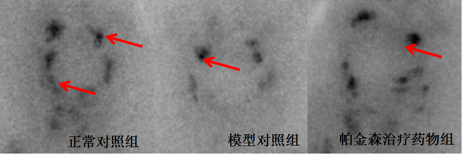 利用斑马鱼模型评价帕金森病防治作用