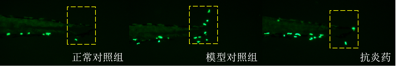 利用斑马鱼模型评价抗炎作用—机械性炎症