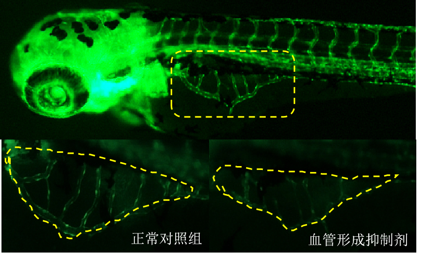 利用斑马鱼模型评价抗血管形成作用