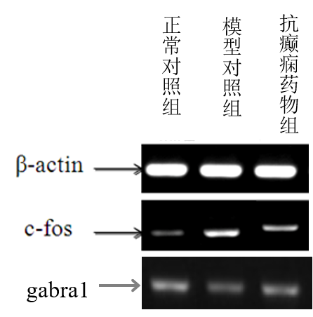 利用斑马鱼模型评价抗癫痫作用