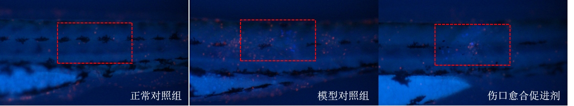 利用斑马鱼模型评价促进组织再生/伤口愈合功效
