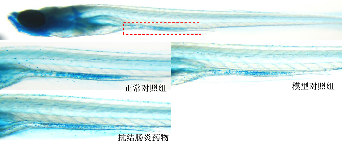 利用斑马鱼模型评价结肠炎防治作用