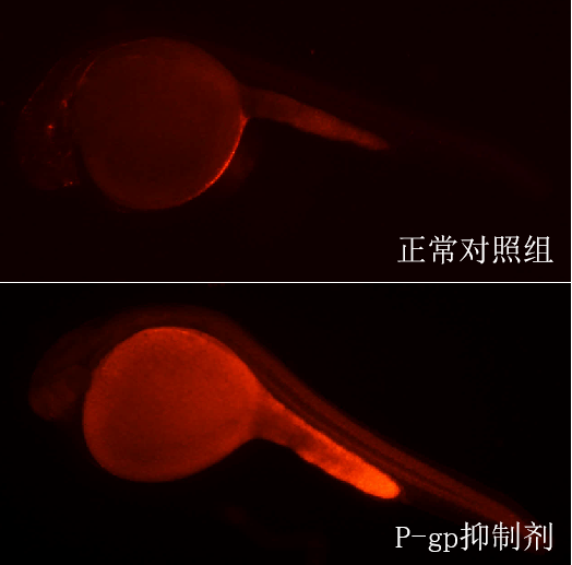 利用斑马鱼模型评价多药耐药逆转作用