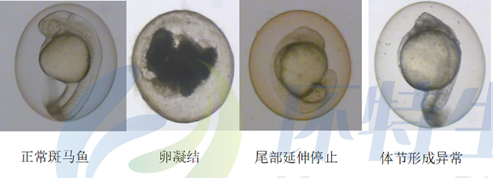 斑马鱼模型评价化妆品光毒性