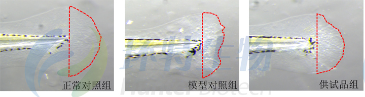 利用斑马鱼模型评价化妆品伤口愈合功效