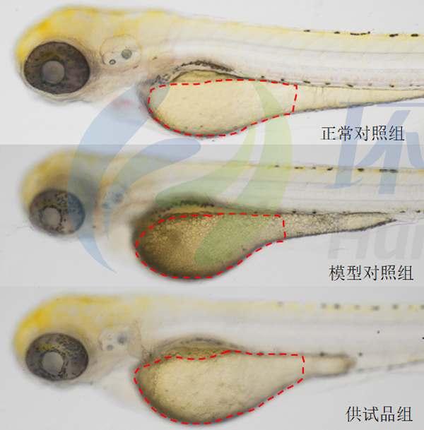 利用斑马鱼模型评价化妆品提亮肤色功效