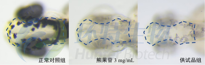 利用斑马鱼模型评价化妆品美白作用