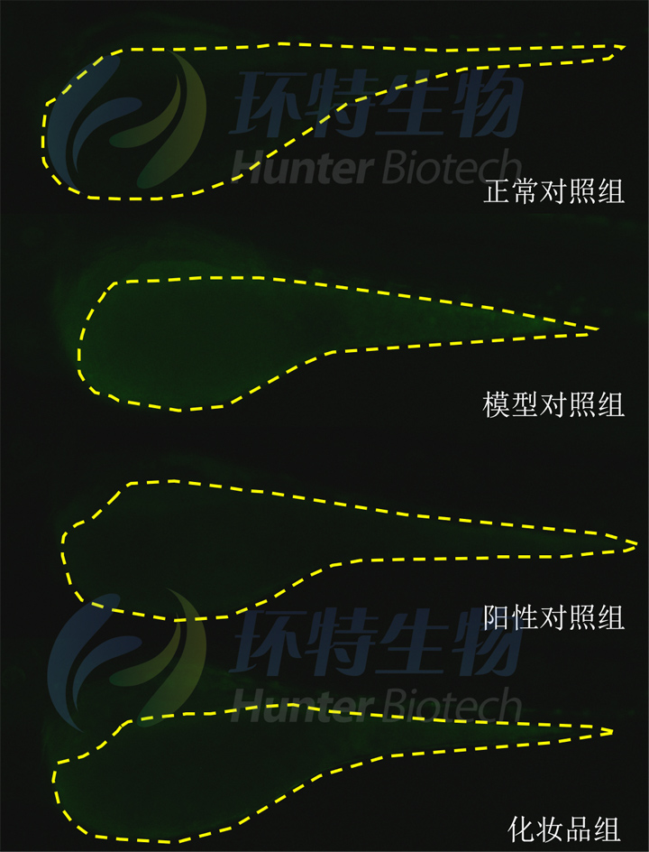 利用斑马鱼模型评价化妆品抗氧化作用