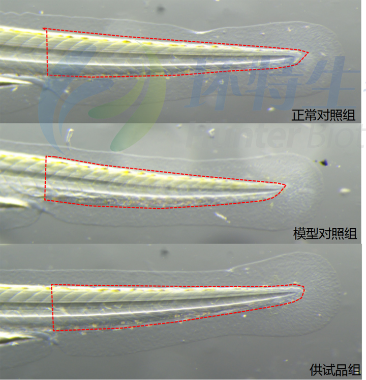 利用斑马鱼模型评价补水保湿效果