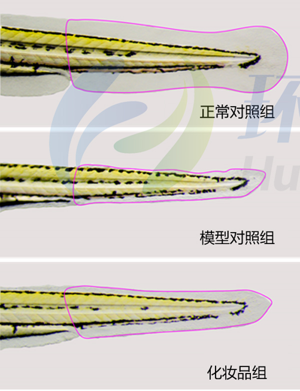 利用斑马鱼模型评价化妆品抗光老化作用