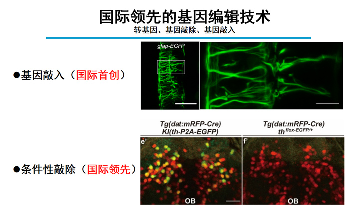 斑马鱼CRISPR基因编辑技术服务（含敲入、敲除、转基因等）