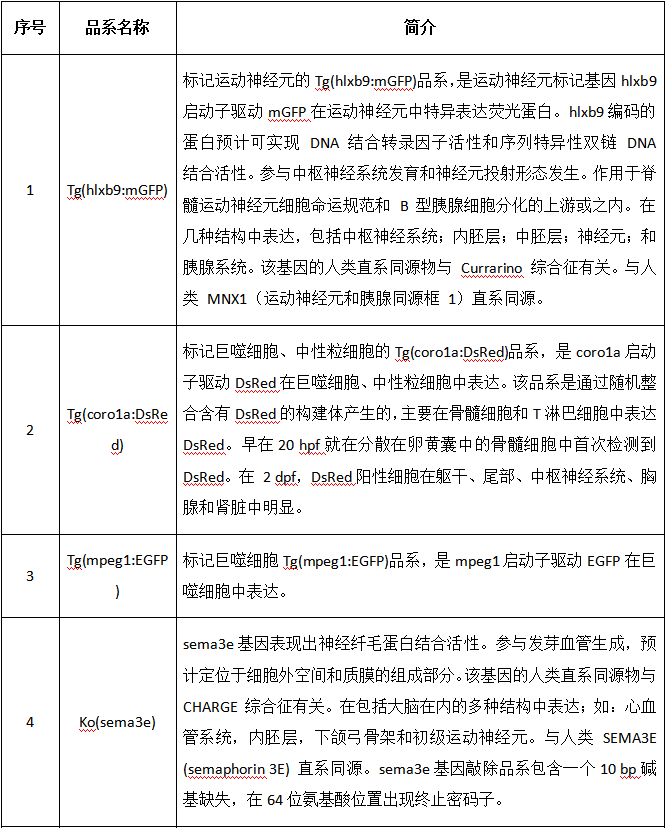 实验斑马鱼品系出售-多品系斑马鱼-转基因斑马鱼（在售）