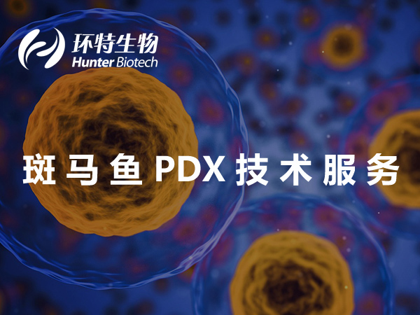 斑马鱼PDX技术服务-PDX模型构建-药敏检测