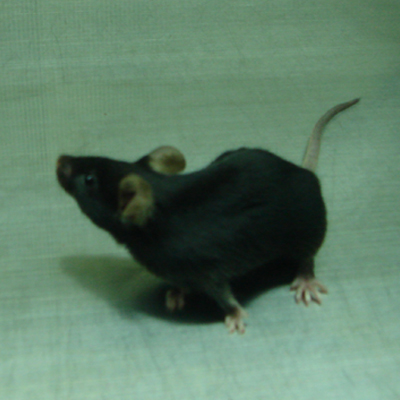 B6.Cg-Tg(Alb-cre)21Mgn/J