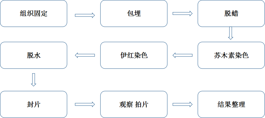 革兰氏染色四个步骤图片