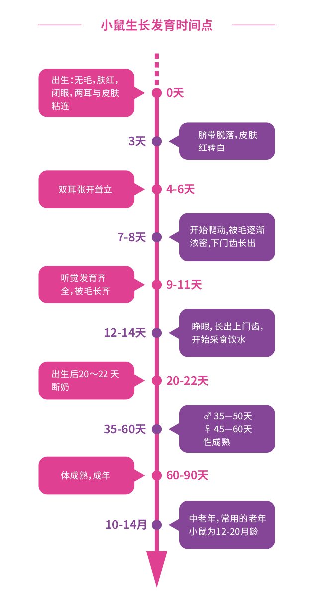 小鼠生长发育时间点