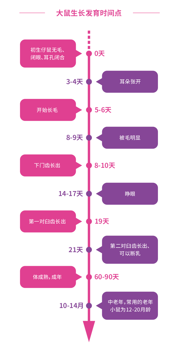 大鼠生长发育时间点