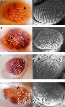 果蝇的棒状眼图片
