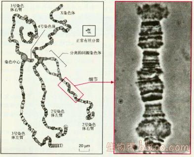 果蝇染色体组图片