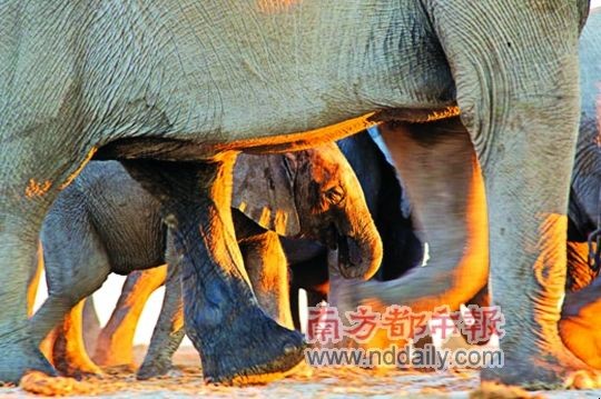 动物学家发现雄象俱乐部社会行为有浓厚仪式感