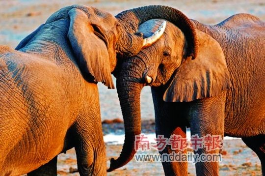 动物学家发现雄象俱乐部社会行为有浓厚仪式感