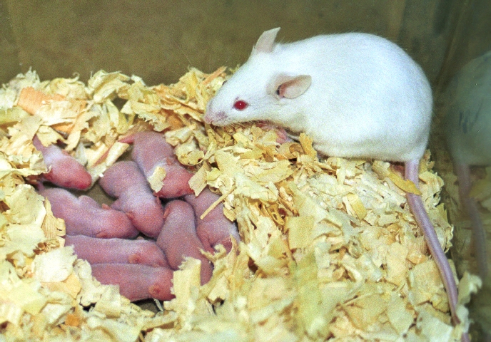 Scientific Reports:母亲的线粒体DNA突变会减少孩子的寿命