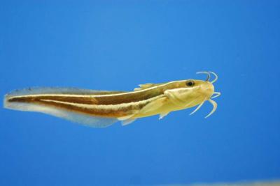 Science:传感器可帮助鲶鱼在黑暗中