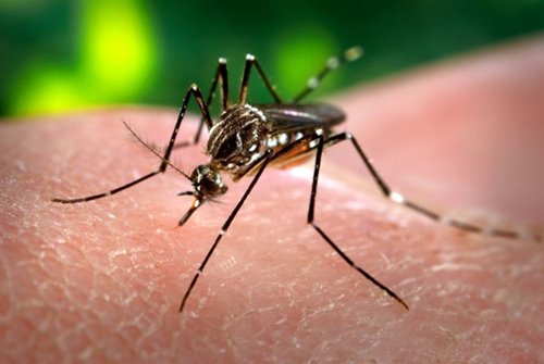 PNAS:疟疾感染可能增强宿主对蚊子的吸引力