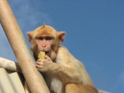 研究发现猴子和人一样也迷信运气 研究发现猴子和人一样也迷信运气