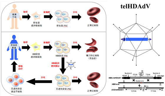 Cell子刊:中外合作创建新型人类遗传突变修复工具