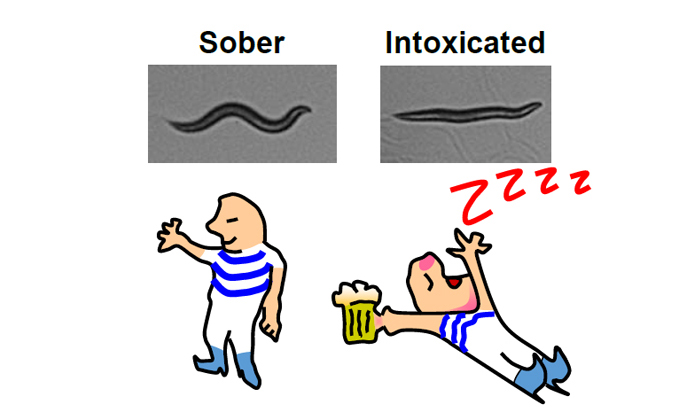 科学家建立不会沉迷于酒精的蠕虫突变体