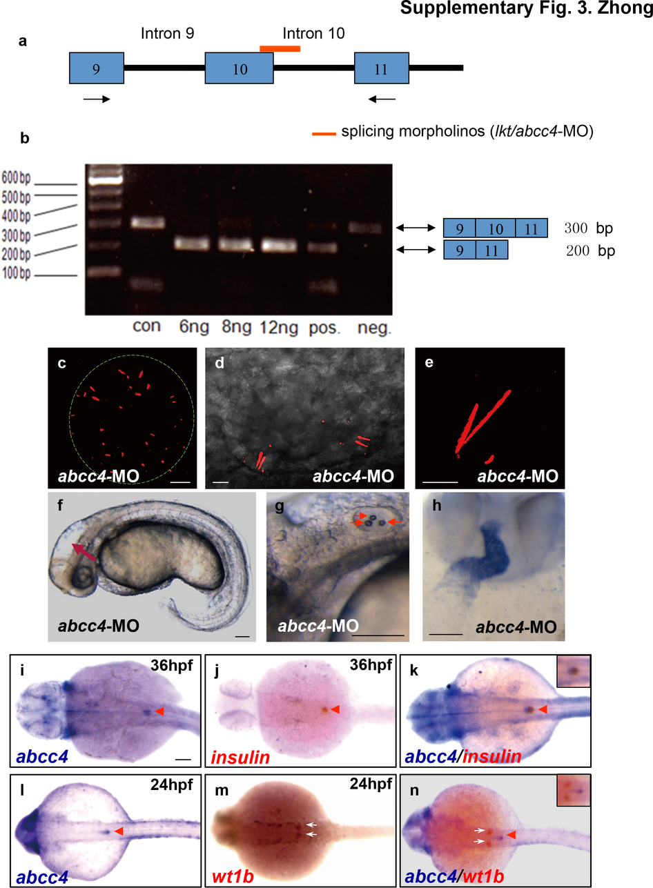 Nature Cell Biology:前列腺素信号通路可调控纤毛生长