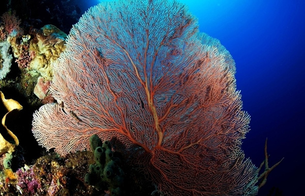Science:养分利用度对海洋微生物的蛋白产出的影响
