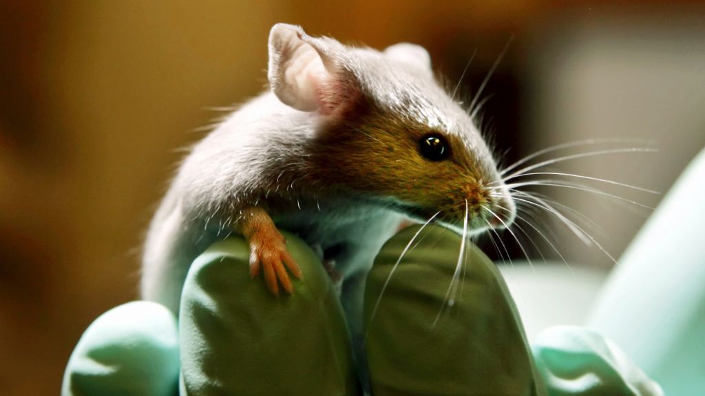 3817chimeramouse-1024x576.jpg