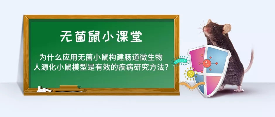 无菌小鼠