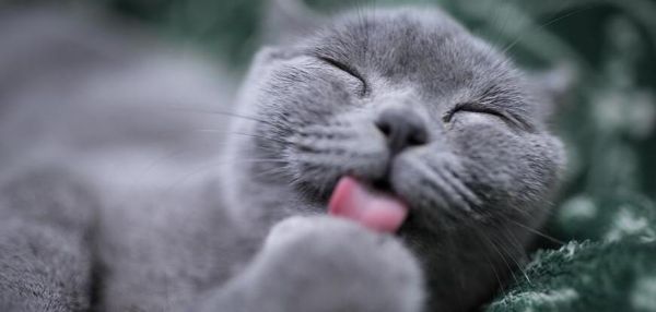 20200817--猫.jpg
