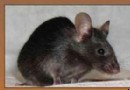 【电子书】Mouse Models of Developmental Genetic Disease