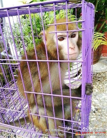 猕猴因帅气脸庞深邃眼神走红网络 猕猴因帅气脸庞深邃眼神走红网络