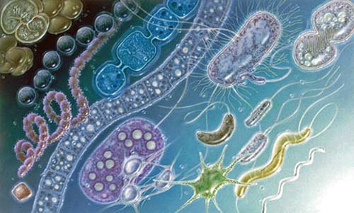 PNAS:细胞如何从简单演变为复杂的