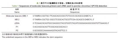 基于双分子信标对猪圆环病毒Ⅱ型的简单快速检测