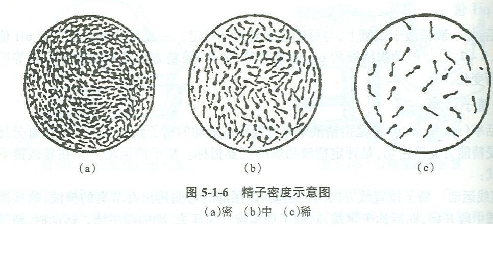 精子凝聚图片